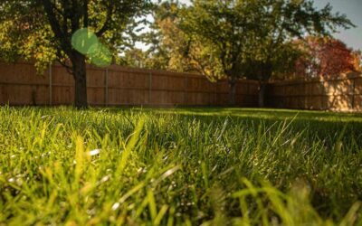 How to Fertilize Your Lawn in Marin County